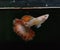 Guppies : Albino Red Dragon Guppy Fish  in Black Background