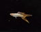 Guppies : Albino Stoerzbach Red Double Sword Guppy Fish  in Black Background