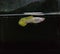 Guppies : Metal Snakeskin Yellow Lace Guppy Isolated in Black Background