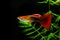 Guppy Multi Colored Fish on black background with green algae