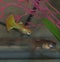 Guppy Pair