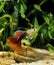 Guppy, poecilia reticulata, Male