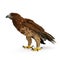 Gurney Eagle on white. 3D illustration