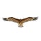 Gurney Eagle on white. Front view. 3D illustration