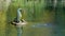 Gushing seal sculpture on a park pond