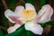Gustavia gracillima, White gustavia, White flower.
