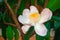 Gustavia gracillima, White gustavia, White flower.