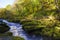 Gusty river in green forest at summer.