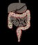 Gut bacteria , gut flora, microbiome. Bacteria inside the small intestine, concept, representation. 3D illustration
