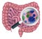 Gut Bacteria Probiotic Intestine Digestive Flora