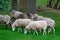 Gute sheep on a meadow of gotland, sweden
