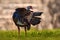 Gutemala nature. Ocellated turkey, Meleagris ocellata, rare bizar bird, Tikal National Park, Gutemala. Wildlife scene from nature