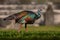 Gutemala nature. Ocellated turkey, Meleagris ocellata, rare bizar bird, Tikal National Park, Gutemala. Wildlife scene from nature