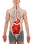 Guts Male - Digestive System - Internal Organs Anatomy - 3D illustration