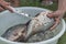 Gutting and cleaning fish closeup