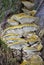 Gutting on an Inonotus radiatus an annual polypore found on the deadwood of hardwoods.When young it has an attractive,yellowish