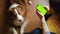 Guy with Australian shepherd uses smartphone to work. Green screen, vertical mockup for advertisement. Online shopping