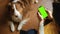 Guy with Australian shepherd uses smartphone to work. Green screen, vertical mockup for advertisement. Online shopping