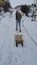 Guy is carrying the old fashioned hand made sled in the snow