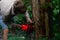 Guy with a chainsaw pruning wood, a man harvests firewood, clearing old trees from the forest to save the forest ecosystem