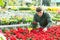 Guy customer-onlooker curiously examines showcase exhibition with indoor plant cyclamen