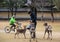 The guy feeds the deer in the park.