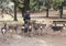 The guy feeds the deer in the park.