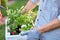 Guy gardener in garden gloves holds the white wooden box with pots with seedlings in hands outdoor on a sunny day.