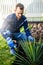 A guy gardener planting a bush