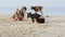 Guy Girl Squat on Sand Beach Watch Close Cows by Ocean Surf