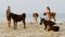Guy Girl Walk among Holy Cows on Sand Beach by Ocean Surf