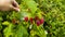 The guy is holding a sprig of ripe raspberries in his hand