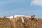 Guy lies on the haystack on blue sky background. Rest in the village. Agriculture harvest