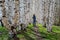 Guy photographer stands on the trail in the spring birch forest. View from the back