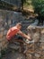 Guy rested his foot on a stone fence and wants to pull out a sprouted tree root from it