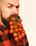 Guy shows his harvest. Man holds tomato berries as beard