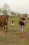 A guy with a tripod for a photo video shooting in a meadow with a horse. The horse is interested