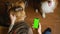 Guy with two dogs uses smartphone to work. Green screen, vertical mockup for advertisement. Online shopping in pet store