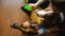 Guy with two dogs uses smartphone to work. Green screen, vertical mockup for advertisement. Online shopping in pet store