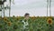 guy walks in a field of sunflowers and look at camera, summer cloudy weather. Portrait of a guy posing for the camera