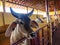 Guzera Cattle inside of stall