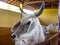 Guzera Cattle inside of stall in Brazil