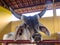 Guzera Cattle inside of stall in Brazil