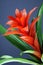 Guzmania