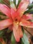Guzmania, Bromelia Tropical Plant, Amazonia, Asia, South America, Brasil, Botanical, Flowers, Gardening, Pink Leaves, Rainforest