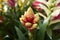 Guzmania flower close up