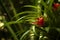 Guzmania flower closeup on a blurred plant background