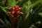 Guzmania flower closeup on a blurred plant background