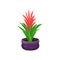 Guzmania flower houseplant, potted flower vector illustration