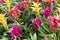 Guzmania flowers, Bromeliaceae, colorful flowering tropical indoor plants